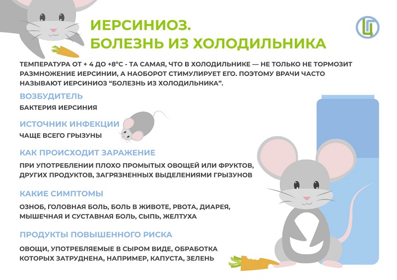Что такое иерсиниоз и почему лучше не хранить овощи в холодильнике.